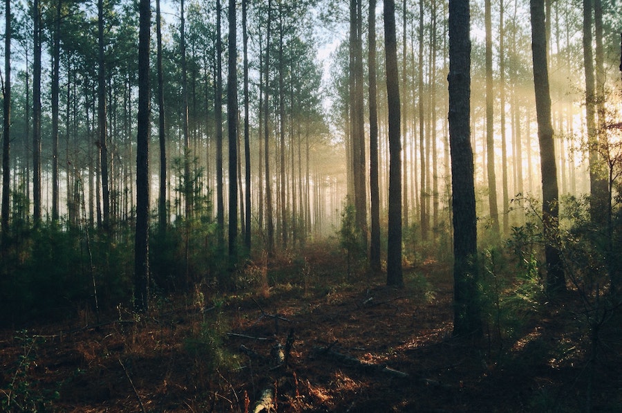morning sunlight passing through trees in a forest
